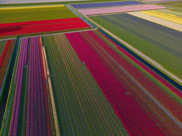 istock Beautiful flowerbeds in the Netherlands 1563156425