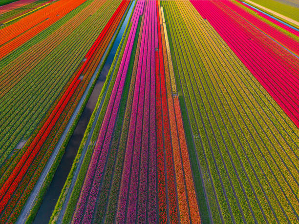 istock Beautiful flowerbeds in the Netherlands 1563157473