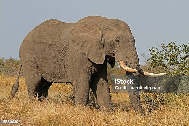 Photo libre de droit de Bull Éléphant banque d'images et plus d'images libres de droit de Afrique - Afrique, Animaux de safari, Animaux à l'état sauvage