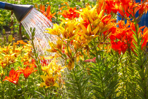istock A man waters tiger lilies from a watering can 1563163986