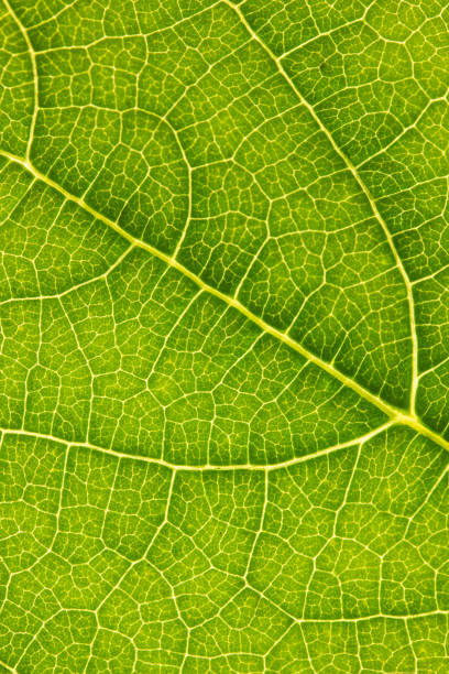 istock macro photo of a plant leaf 1563163988