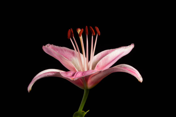 Pink lily close-up on black background