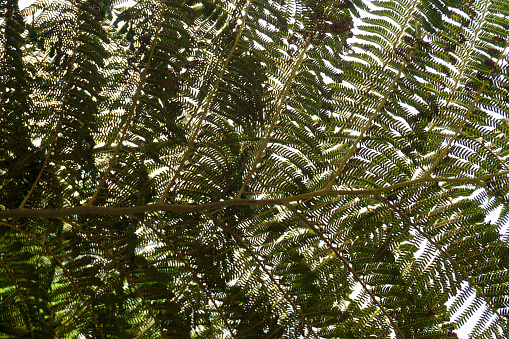 The texture of the leaves of a tree fern. Plants on the island of Madeira. Bottom up view