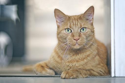 Red cat Laying On The Floor and looking at camera. Horizontal image with selective focus.