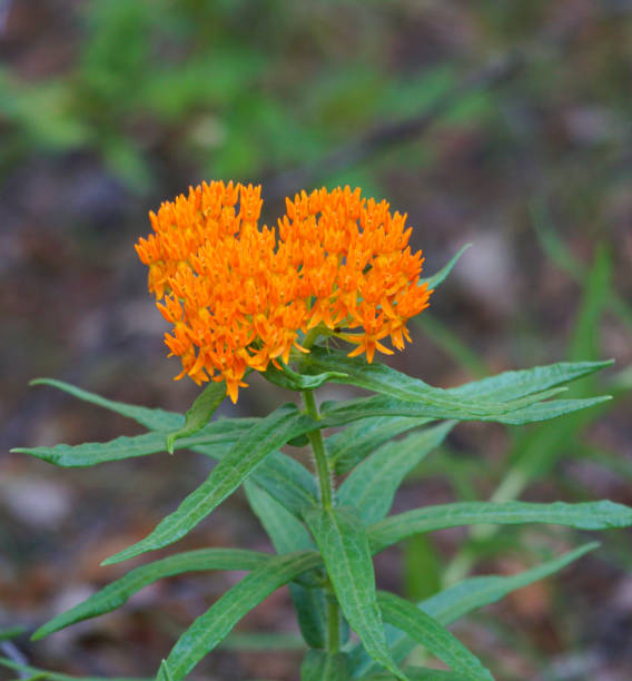 istock orange wildflower in colorado 1563199925