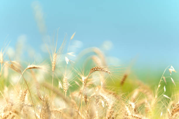 istock wheat, corn, agriculture, growing, farming 1563203140