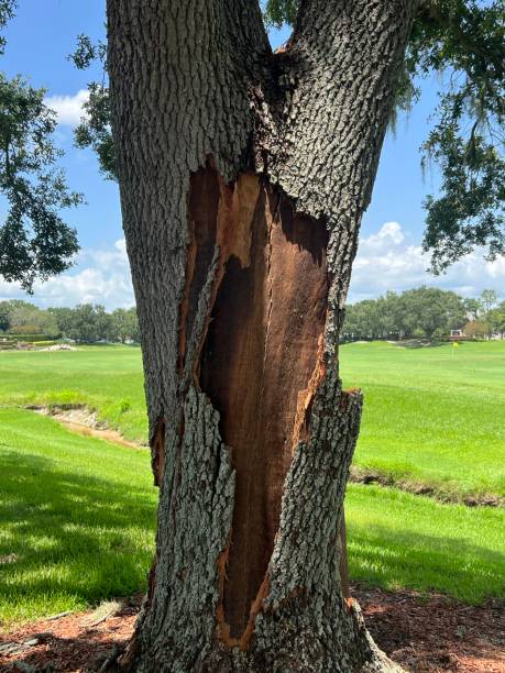 Lightning Struck Tree stock photo