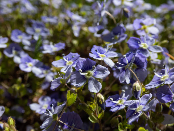 istock Slender, creeping threadstalk speedwell or Whetzel weed (Veronica filiformis) flowering with four lobed blueish with white tip flowers 1563219476