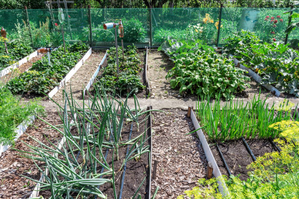 Vegetable beds in the garden on a sunny summer day. Rural lifestyle