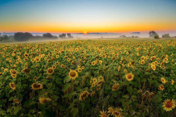 um campo de girassóis ao nascer do sol - field flower danish culture sunlight - fotografias e filmes do acervo