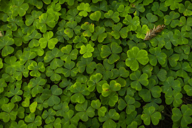 istock Warm Toned Green Clover Color Wallpaper iPhone Desktop Lush 1563228446