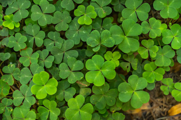 istock Clover Garden Lovely Wallpaper iPhone Desktop Lush 1563228957
