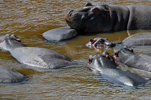 Baby Hippo (Hippopotamus Calf) sleeping in the Mara River with Family