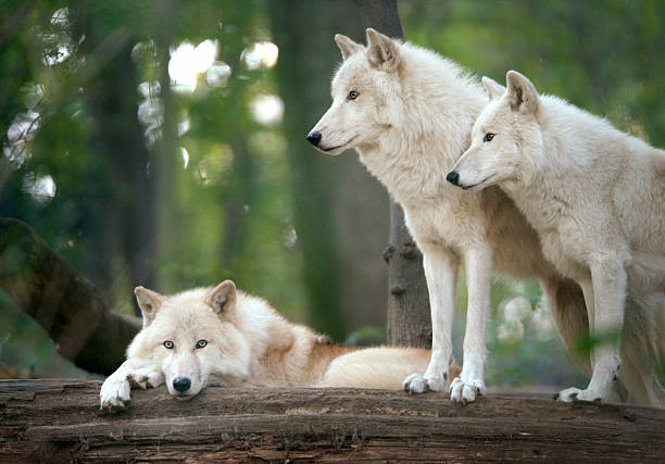Arctic Wolves Pack in Wildlife stock photo
