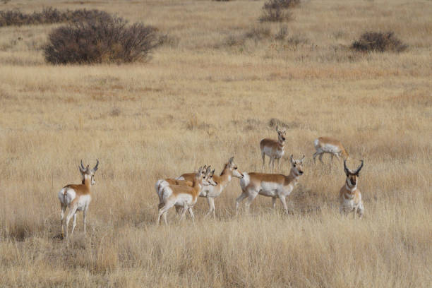 istock pronghorn antelope bucks grazing in prairie 1563248963