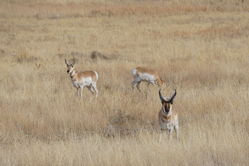 pronghorn antelope bucks grazing in prairie