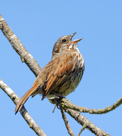 A song sparrow singing away on a tree branch.