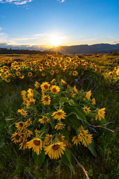 istock Columbia River Gorge Wildflowers Sunset. 1563254250