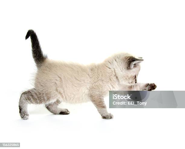 Baby Katze Spielen Stockfoto und mehr Bilder von Einzelnes Tier - Einzelnes Tier, Fotografie, Hauskatze