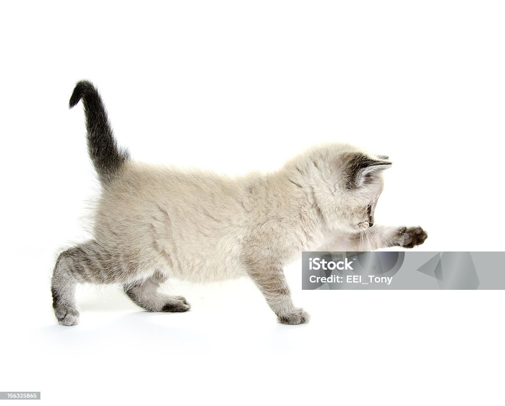 Baby gattino giocando - Foto stock royalty-free di Animale