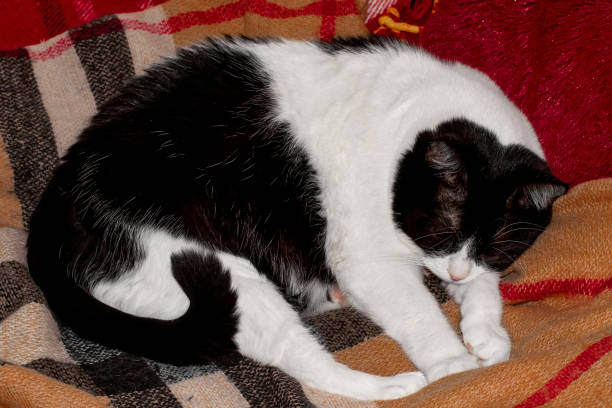 Image of a black and white cat sleeping on a red plaid