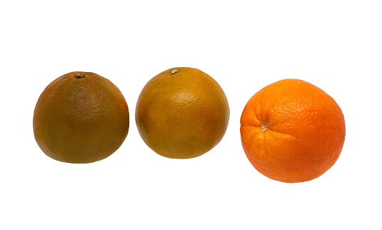 Image of three fruits of ripe oranges of different varieties on a white background
