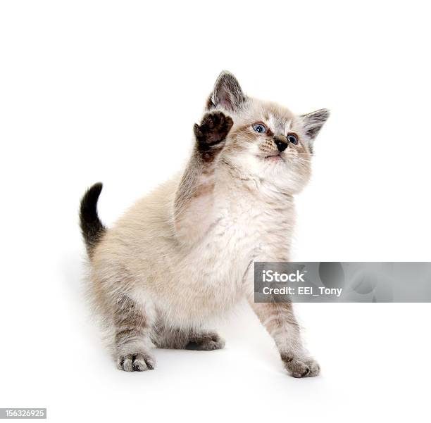 Ребенок Играет Kitten — стоковые фотографии и другие картинки Белый фон - Белый фон, Горизонтальный, Домашняя кошка