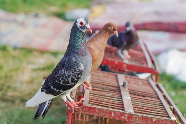 istock beautiful pigeon standing above the cage 1563281033