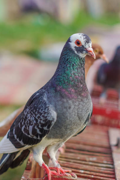 istock beautiful pigeon standing above the cage 1563281054