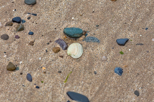 seashell on the beach in Llandudno, great Britain