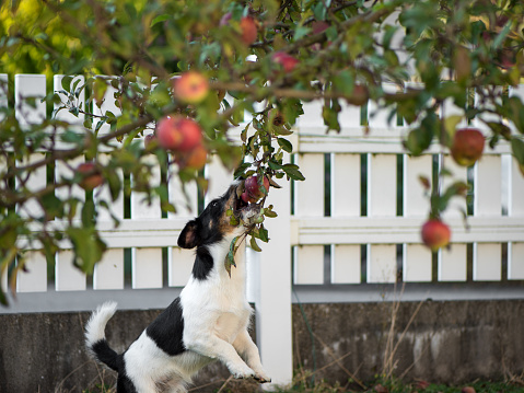 Jack Russell Terrier dog in the garden under the apple tree in autumn