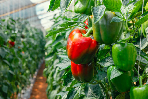istock bell pepper hanging on tree in garden 1563292219