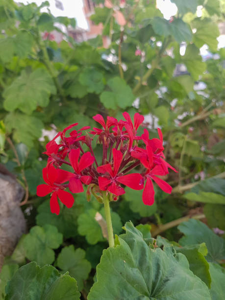 istock Vibrant Red Flower in the Garden 1563293855