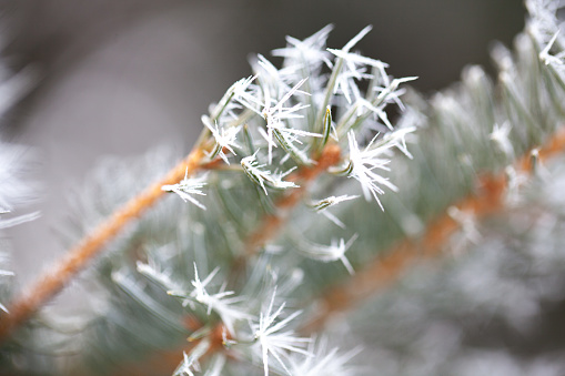 Arctic Frost