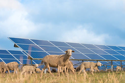 many solar power panels with grazing sheeps - photovoltaic system