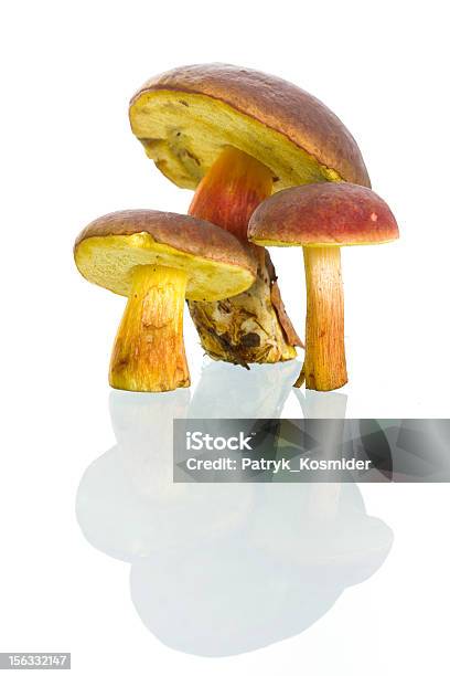 Foto de Boletus Badius Cogumelos e mais fotos de stock de Boletus Sp - Boletus Sp, Branco, Cogumelo - Fungo