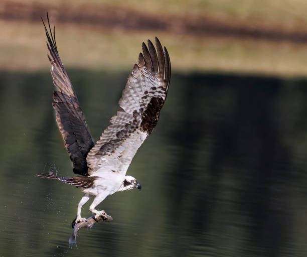 istock Osprey Fishing 1563336259