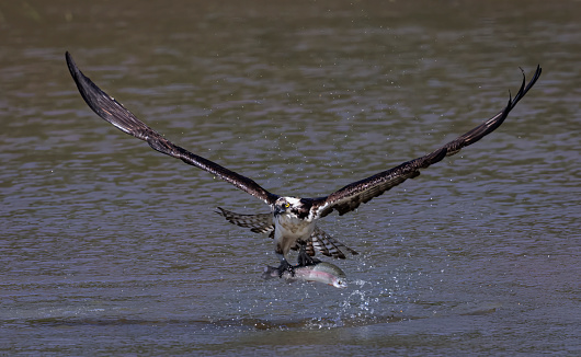 Landing male western marsh harrier (Circus aeruginosus) wwith a mouse.