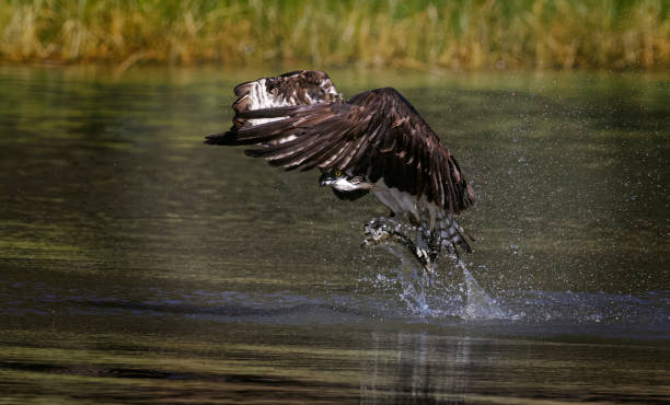istock Osprey Fishing 1563337879