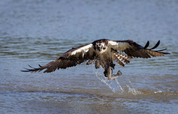 istock Osprey Fishing 1563338408