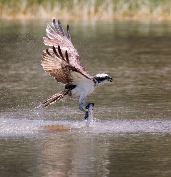 istock Osprey Fishing 1563338933