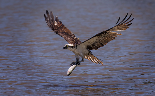 An Osprey in flight. Taken in Canmore, Alberta