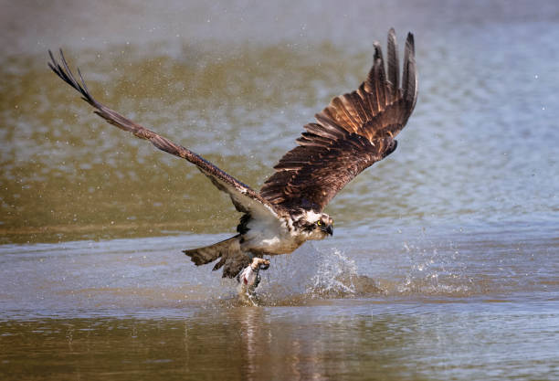 istock Osprey Fishing 1563340518