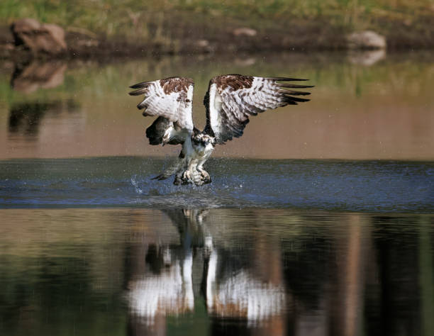 istock Osprey Fishing 1563341063