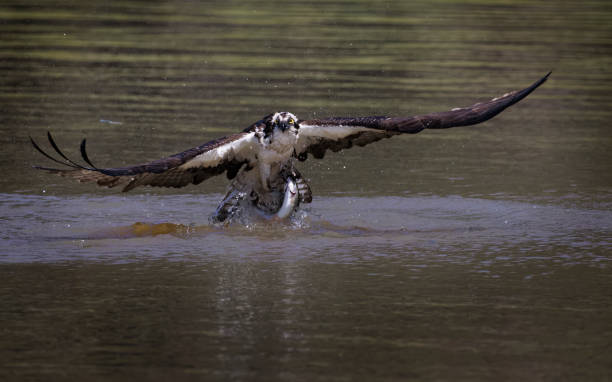 istock Osprey Fishing 1563342034