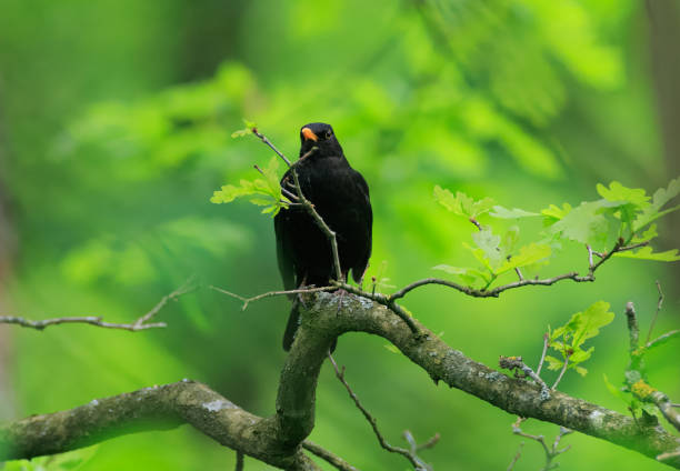 Blackbird sitting on roof