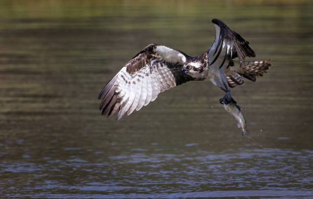 istock Osprey Fishing 1563342150