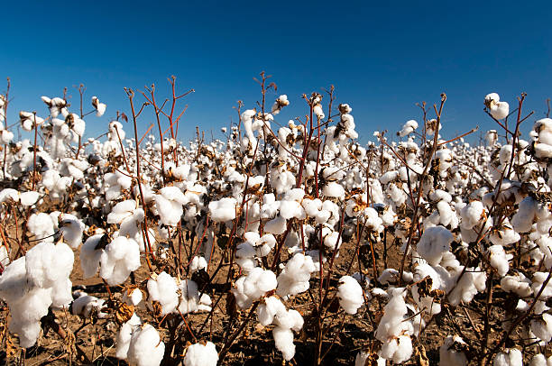 istock Close-up of cotton plants in a field 156334573