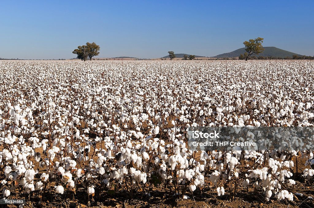 Cotton fields in a mid day rise Cotton fields white with ripe cotton ready for harvesting Cotton Plant Stock Photo