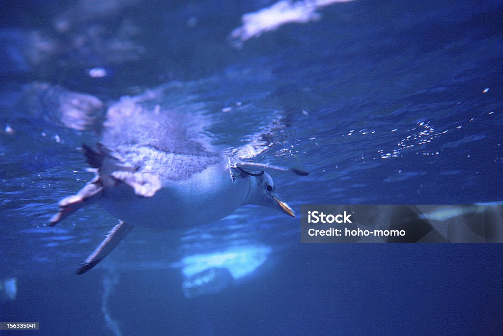 Pinguim - Foto de stock de Animal royalty-free